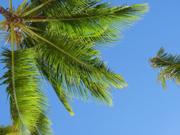 Caribisch BBQ